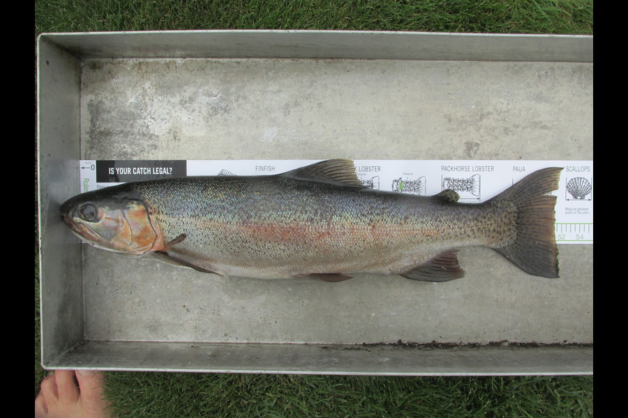 Johannes Hoogenboom caught this 51.0cm Trout at Tukituki Riaver during The Export NZ Fishing Competition
